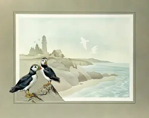 Greensmith: Two Puffins and a coastal landscape