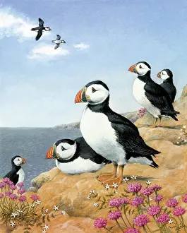 Puffins: Puffins on the Pembrokeshire Coast