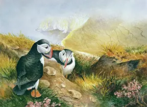 Puffins: Puffins ' two puffins on a cliff top