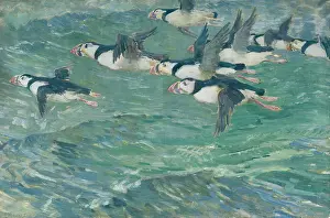 Puffins: Puffins ' puffins flying over the sea