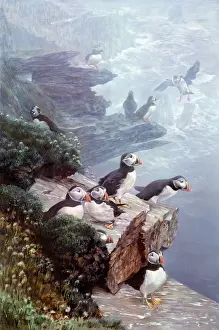 Puffins: Puffins in Shetland Islands