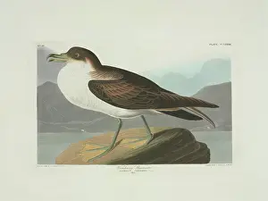 Shearwater: Puffinus gravis, great shearwater