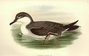 Webbed: Puffinus gravis, great shearwater