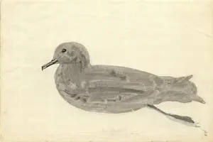 Sooty: Puffinus griseus, sooty shearwater