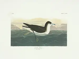 Shearwater: Puffinus lherminieri, Audubon's shearwater