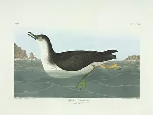 Manx: Puffinus puffinus, Manx shearwater