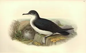 Manx: Puffinus puffinus, Manx shearwater