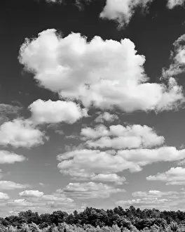 Treetop: Puffy Clouds in Sky Above Treetops