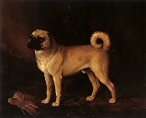 Reinagle: Pug