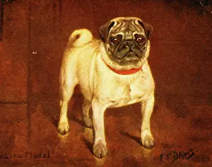 Daws: Pug dog