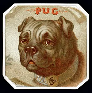 Wrinkled: Pug dog