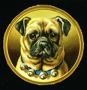 Ugly: Pug dog with bells round its neck