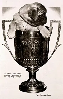 Pugs: Pug dog in trophy cup