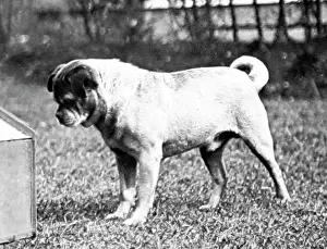 A pug dog, Victorian period