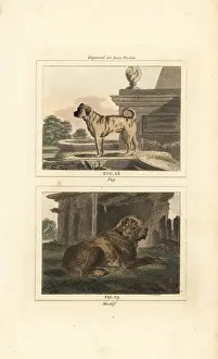 Barrs Buffon: Pug and mastiff