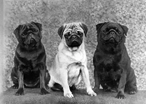 Thomas Fall: THREE PUGS/1963
