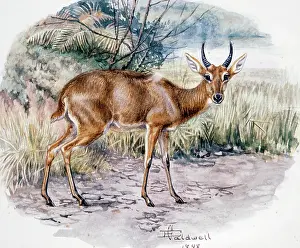 Kobus: Puku 1899
