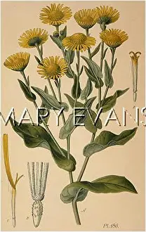 Pulicaria: PULICARIA DYSENTERICA