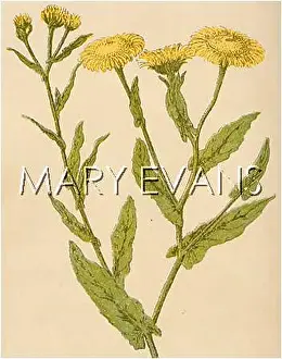Fleabane: PULICARIA DYSENTERICA