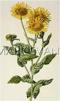 Fleabane: PULICARIA DYSENTERICA