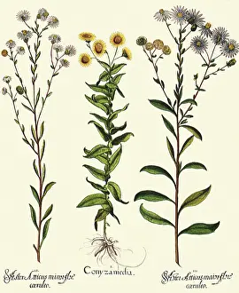 Basilius: Pulicaria dysenterica, Aster amellus