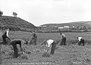 Flax: Pulling and Binding Flax, Co. Antrim