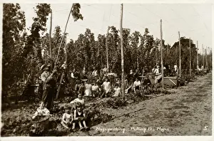 Aug18: Pulling the Hops - Hop Pickers - West Malling, Kent