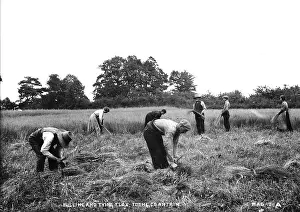 Tying: Pulling and Tying Flax, Co. Antrim