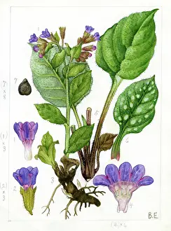 Officinalis: Pulmonaria officinalis - lungwort
