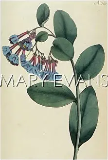 Lungwort: PULMONARIA VIRGINICA