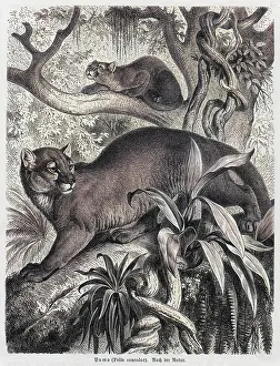 Cougar: PUMA - 2