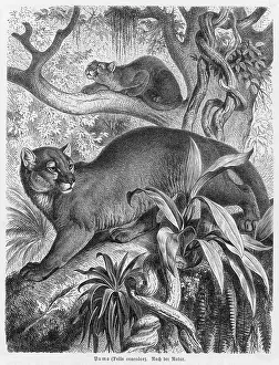 Cougar: PUMA - 2