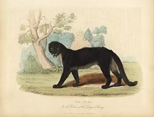 Smellie: The Puma or Cougar, Puma concolor