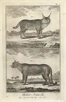 Antonio Baratti: Puma and Eurasian lynx
