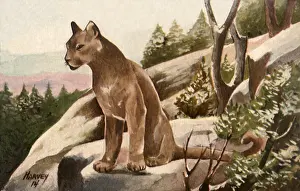 Lightly: Puma on Hill