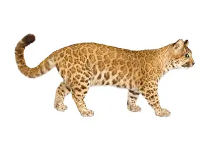 Pardus: A puma-leopard hybrid