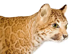 Hybrid: A puma-leopard hybrid