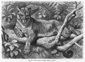 Cougar: PUMA (LYDEKER)