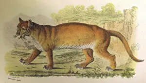 Concolor: PUMA / LYDEKKER C1860