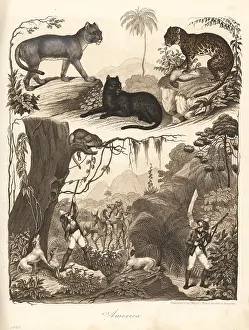 Pardalis: Puma, ocelot and jaguar