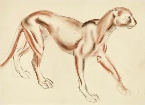 Puma: A Puma - pastel study