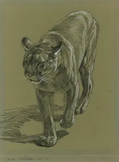 Puma: Puma stalking forward