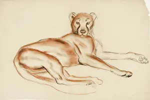 Rests: A Puma - study in pastel