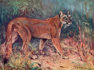 Concolor: PUMA IN THE WILD