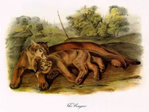 Recline: Pumas