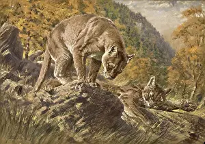 Puma: Two Pumas in a valley