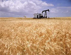 Nodding: Pumpjacks Pumping Oil in Middle of Ripe
