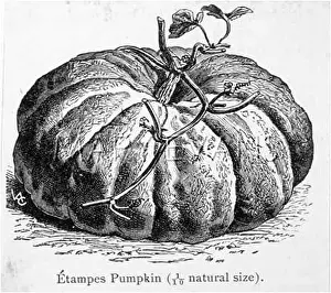 Etampes: PUMPKIN ETAMPES 19C
