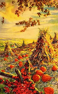 Pumpkin: Pumpkin Field