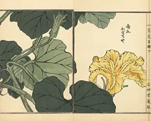 Pepo: Pumpkin flower, Cucurbita pepo